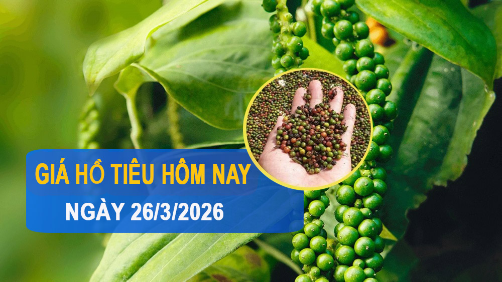 Giá tiêu hôm nay 26/3: Giá tiêu trong nước bật tăng mạnh, tiến sát 139.000 đồng/kg