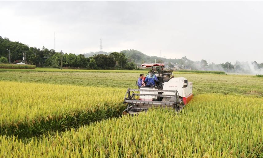 Lào Cai quy hoạch hơn 3.300 ha lúa chất lượng cao giai đoạn 2026–2030