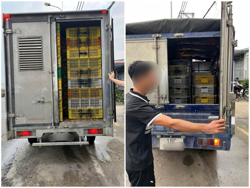 Phát hiện 4 xe chở hàng nghìn gia cầm giống vi phạm vệ sinh thú y trên Quốc lộ 1A