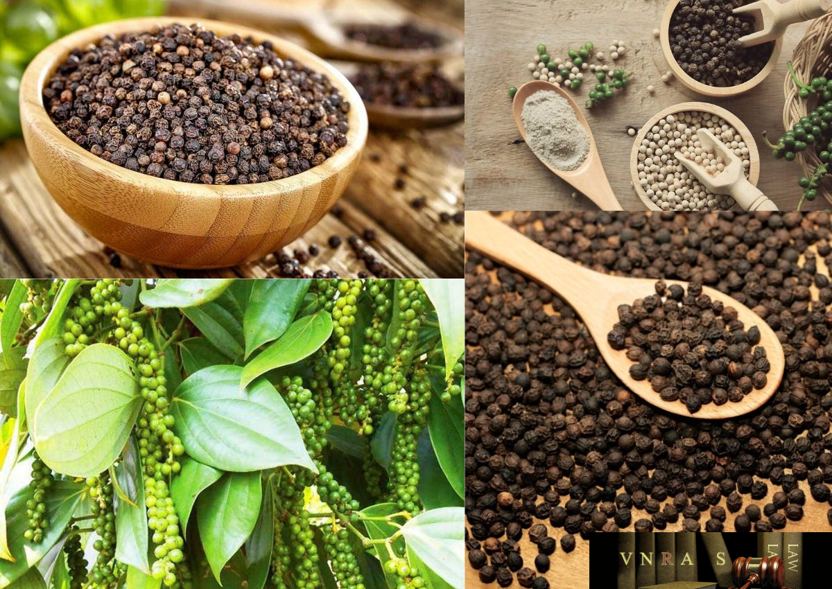 Hồ tiêu Việt Nam bứt phá, hướng tới trung tâm chế biến toàn cầu