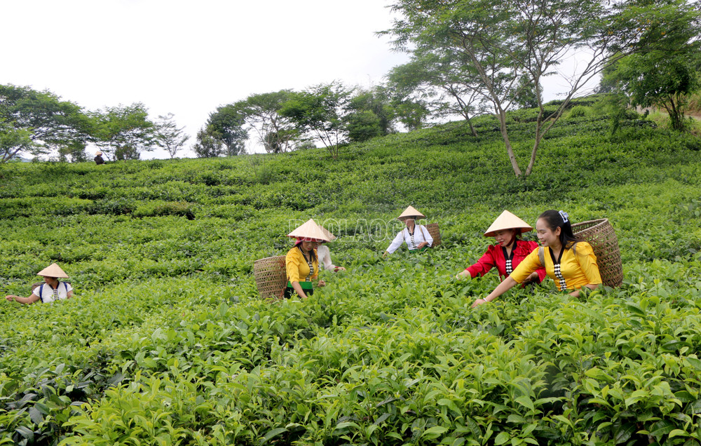 Đến năm 2030, Lào Cai phấn đấu tăng trưởng giá trị sản xuất nông nghiệp đạt từ 5%/năm trở lên