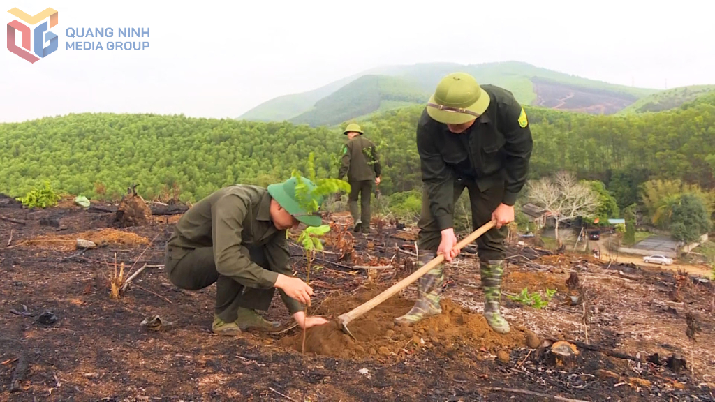 Công nhân Công ty TNHH MTV Lâm nghiệp Tiên Yên trồng rừng đầu năm 2025 Công nhân Công ty TNHH MTV Lâm nghiệp Tiên Yên trồng rừng đầu năm 2025