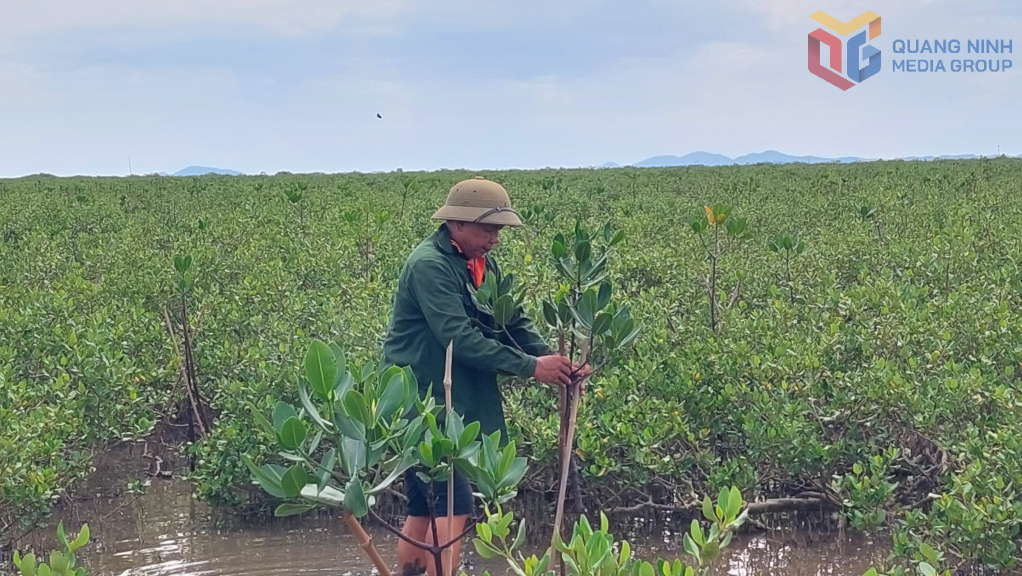 Quảng Ninh đảm bảo quản lý, sử dụng hiệu quả tài nguyên rừng