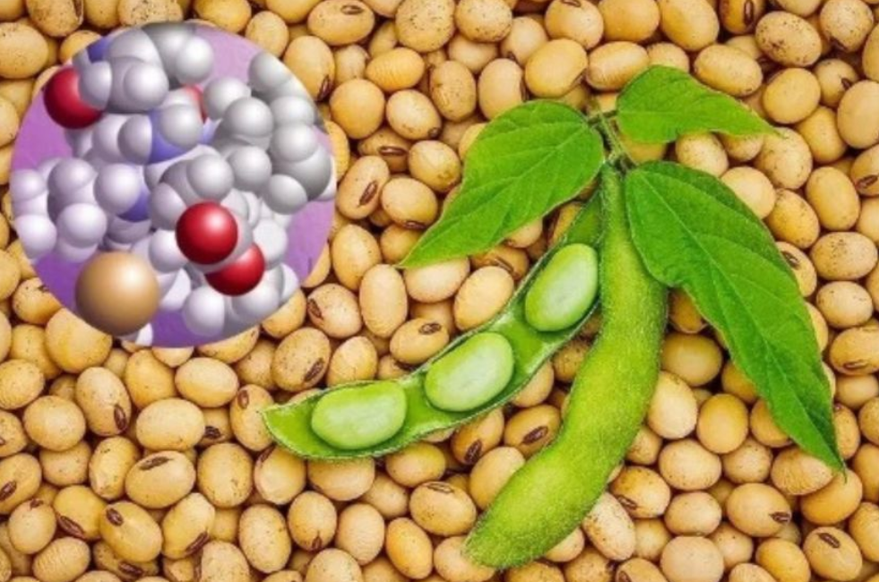 Hoạt chất Lunasin từ đậu n&agrave;nh đ&atilde; được c&aacute;c nh&agrave; khoa học nghi&ecirc;n cứu từ hơn 30 năm qua
