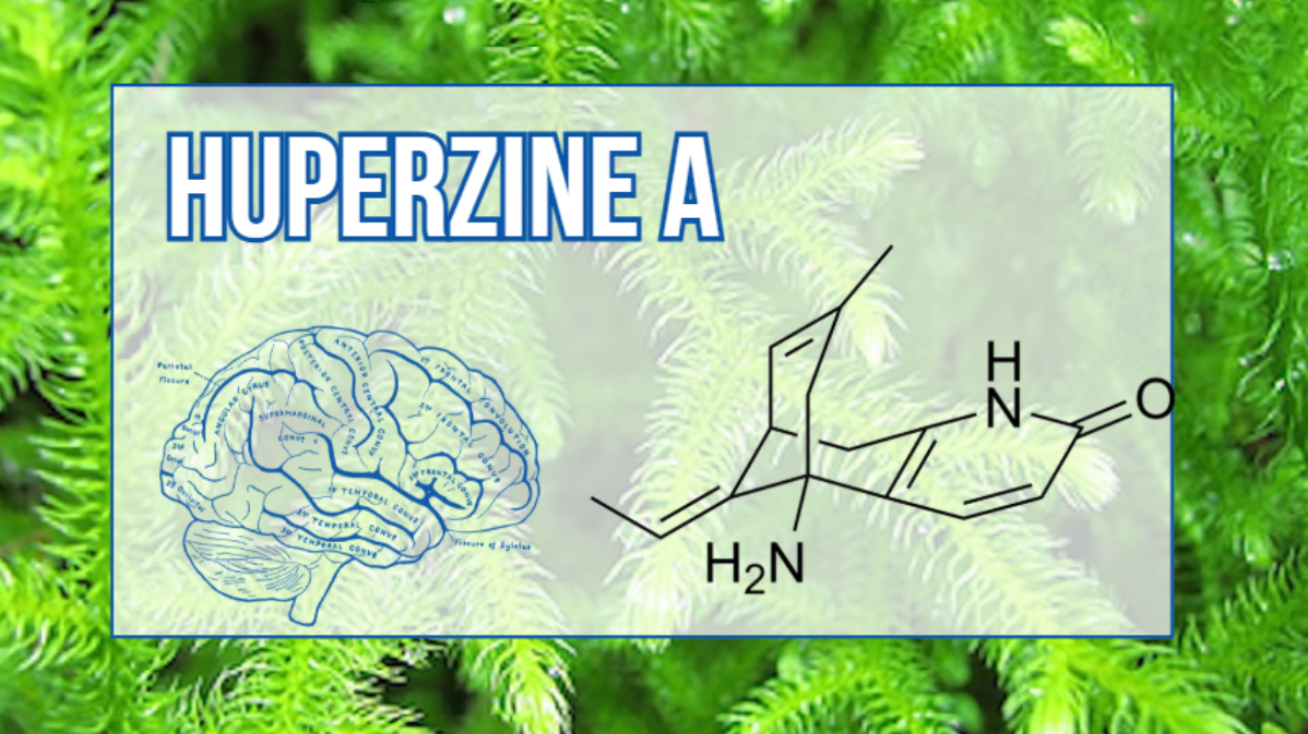 Thạch t&ugrave;ng răng chứa huperzine A gi&uacute;p hỗ trợ dẫn truyền thần kinh v&agrave; cải thiện tr&iacute; nhớ