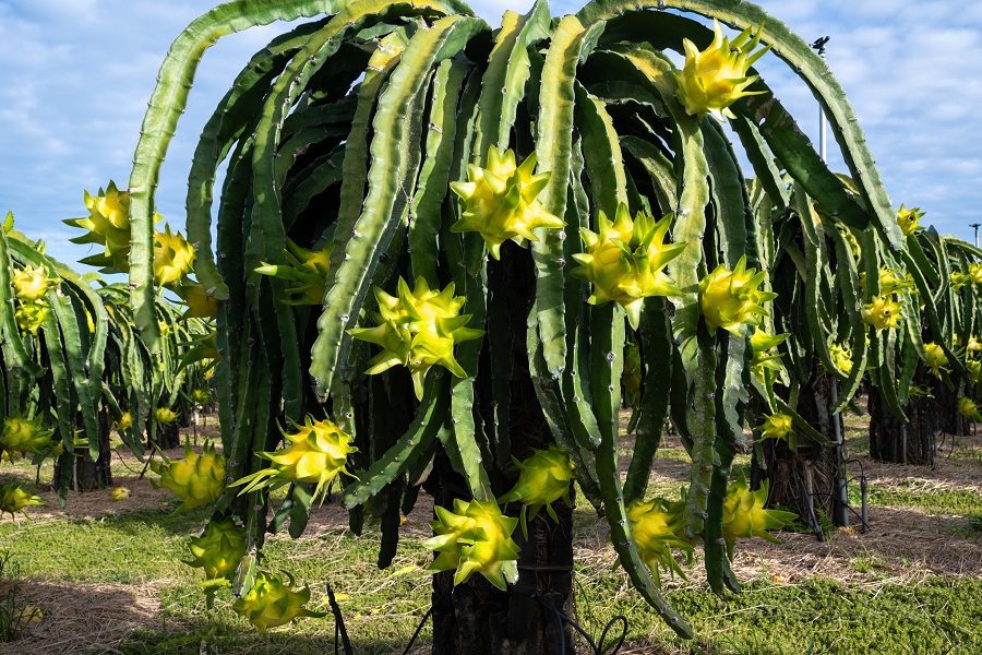 Thanh long vàng ruột trắng, sản phẩm nông nghiệp mà còn trở thành “trải nghiệm sống” cho du khách – nơi họ có thể trực tiếp tham gia Thanh long vàng ruột trắng, sản phẩm nông nghiệp mà còn trở thành “trải nghiệm sống” cho du khách – nơi họ có thể trực tiếp tham gia