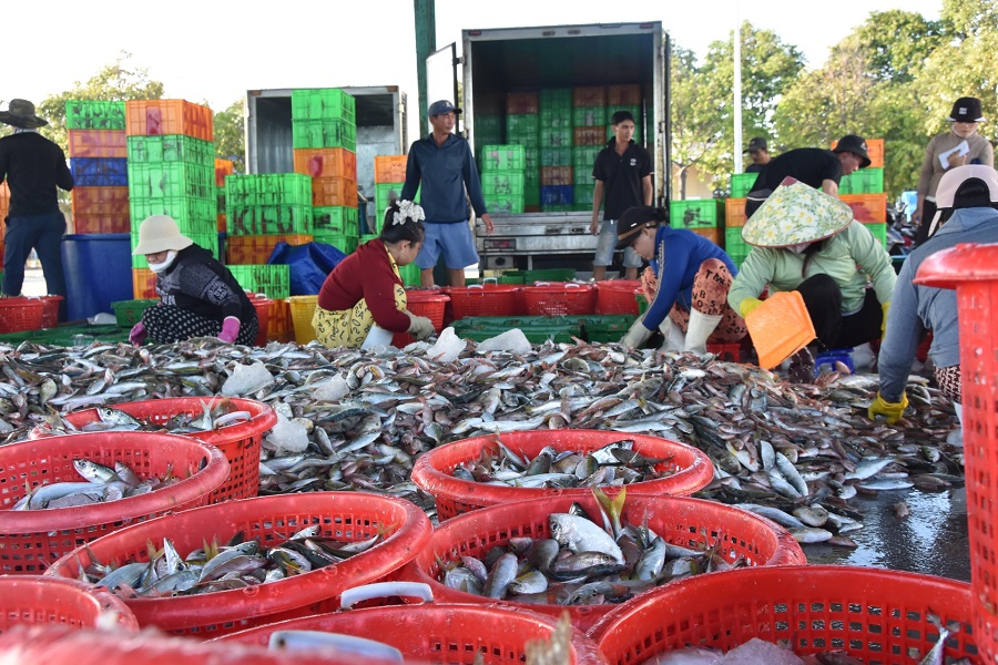 Một số DN đ&atilde; tạm dừng xuất khẩu thủy sản sang Trung Đ&ocirc;ng do rủi ro vận tải v&agrave; thiếu chuyến t&agrave;u