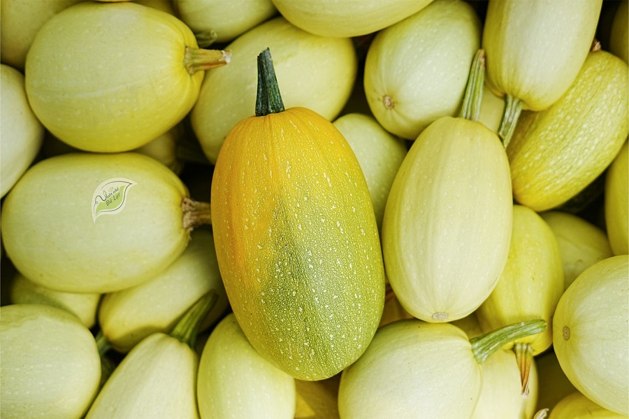 Bí Sợi Mì - món quà tự nhiên từ Vườn Nhà Đà Lạt Bí Sợi Mì - món quà tự nhiên từ Vườn Nhà Đà Lạt