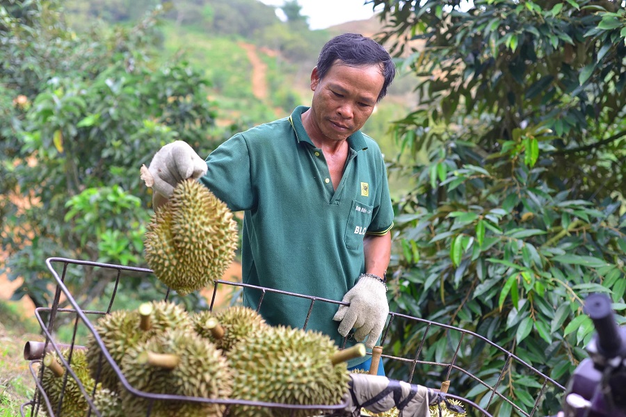 Người dân trồng sầu riêng theo hướng hữu cơ trong Hợp tác xã Nông nghiệp Đạ M’ri. Người dân trồng sầu riêng theo hướng hữu cơ trong Hợp tác xã Nông nghiệp Đạ M’ri.