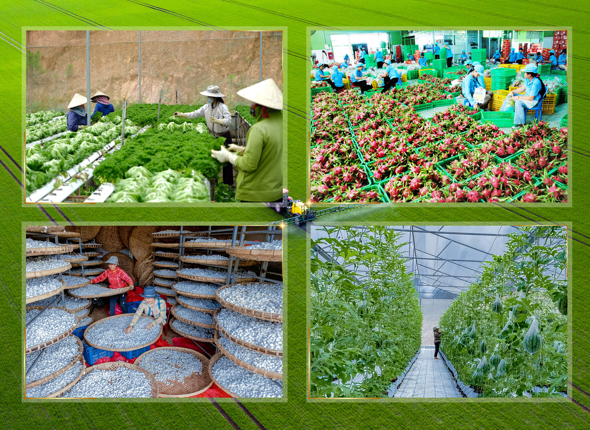 Sản phẩm n&ocirc;ng nghiệp của tỉnh L&acirc;m Đồng đa dạng v&agrave; phong ph&uacute;