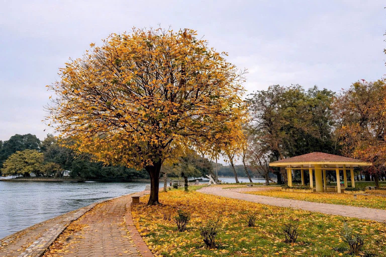 Kh&ocirc;ng gian hồ nước v&agrave; thảm l&aacute; v&agrave;ng tại C&ocirc;ng vi&ecirc;n Thống Nhất tạo n&ecirc;n vẻ đẹp y&ecirc;n b&igrave;nh, đậm chất H&agrave; Nội.