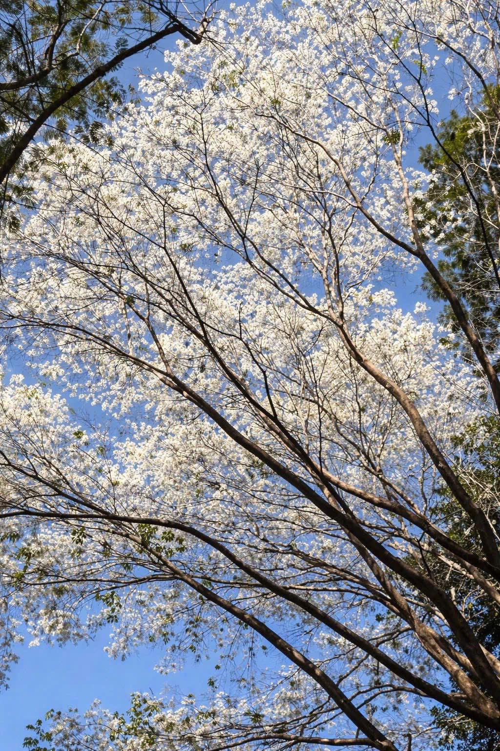 Những t&aacute;n hoa trắng nở rộ trong khu&ocirc;n vi&ecirc;n c&ocirc;ng vi&ecirc;n, mang đến sắc th&aacute;i nhẹ nh&agrave;ng, tinh kh&ocirc;i giữa l&ograve;ng đ&ocirc; thị.