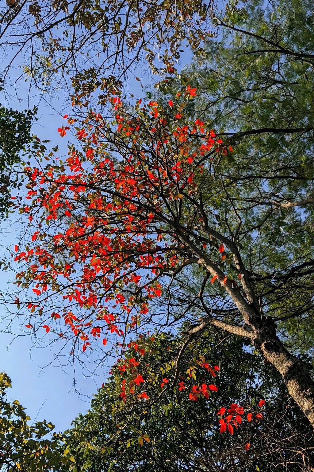 Sắc đỏ của l&aacute; c&acirc;y nổi bật dưới &aacute;nh nắng, g&oacute;p phần tạo n&ecirc;n bức tranh thi&ecirc;n nhi&ecirc;n sinh động theo m&ugrave;a.