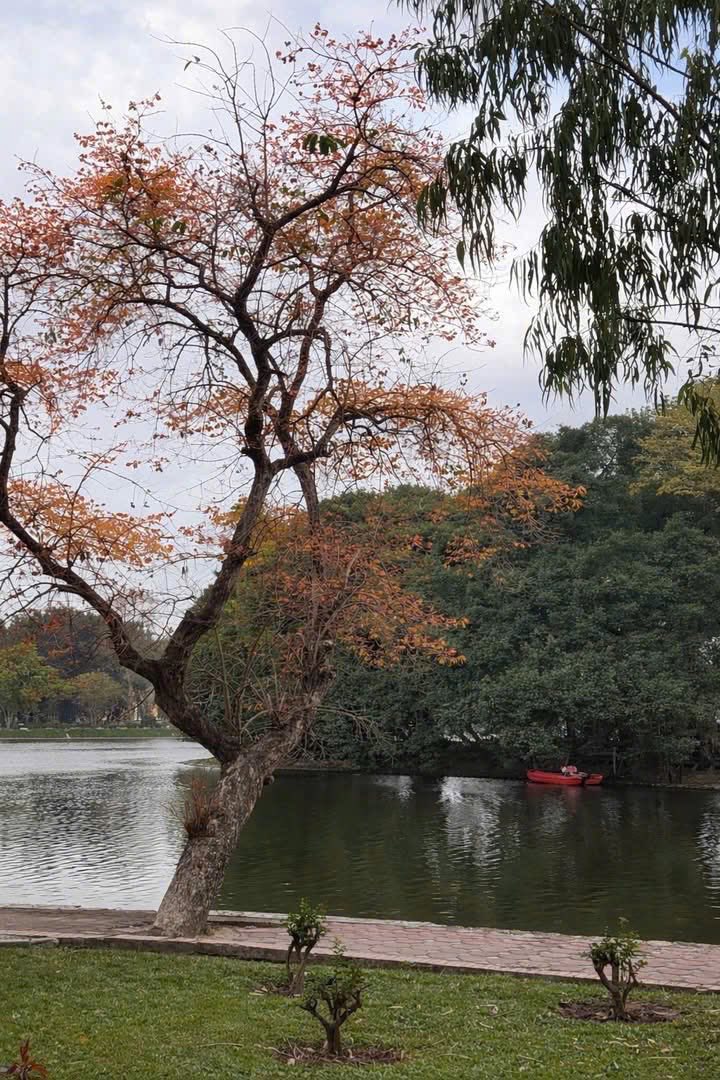 Khung cảnh hồ nước v&agrave; h&agrave;ng c&acirc;y chuyển m&agrave;u, gợi n&ecirc;n vẻ đẹp trầm lắng, gi&agrave;u cảm x&uacute;c của H&agrave; Nội.