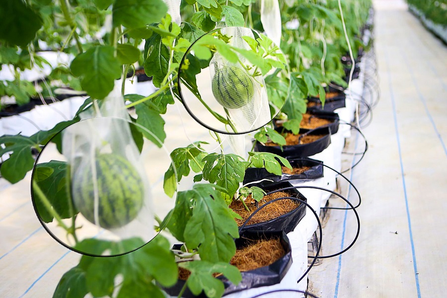 Ứng dụng c&ocirc;ng nghệ tưới - dưỡng hiện đại từ Israel v&agrave; Nhật Bản v&agrave;o sản xuất n&ocirc;ng nghiệp