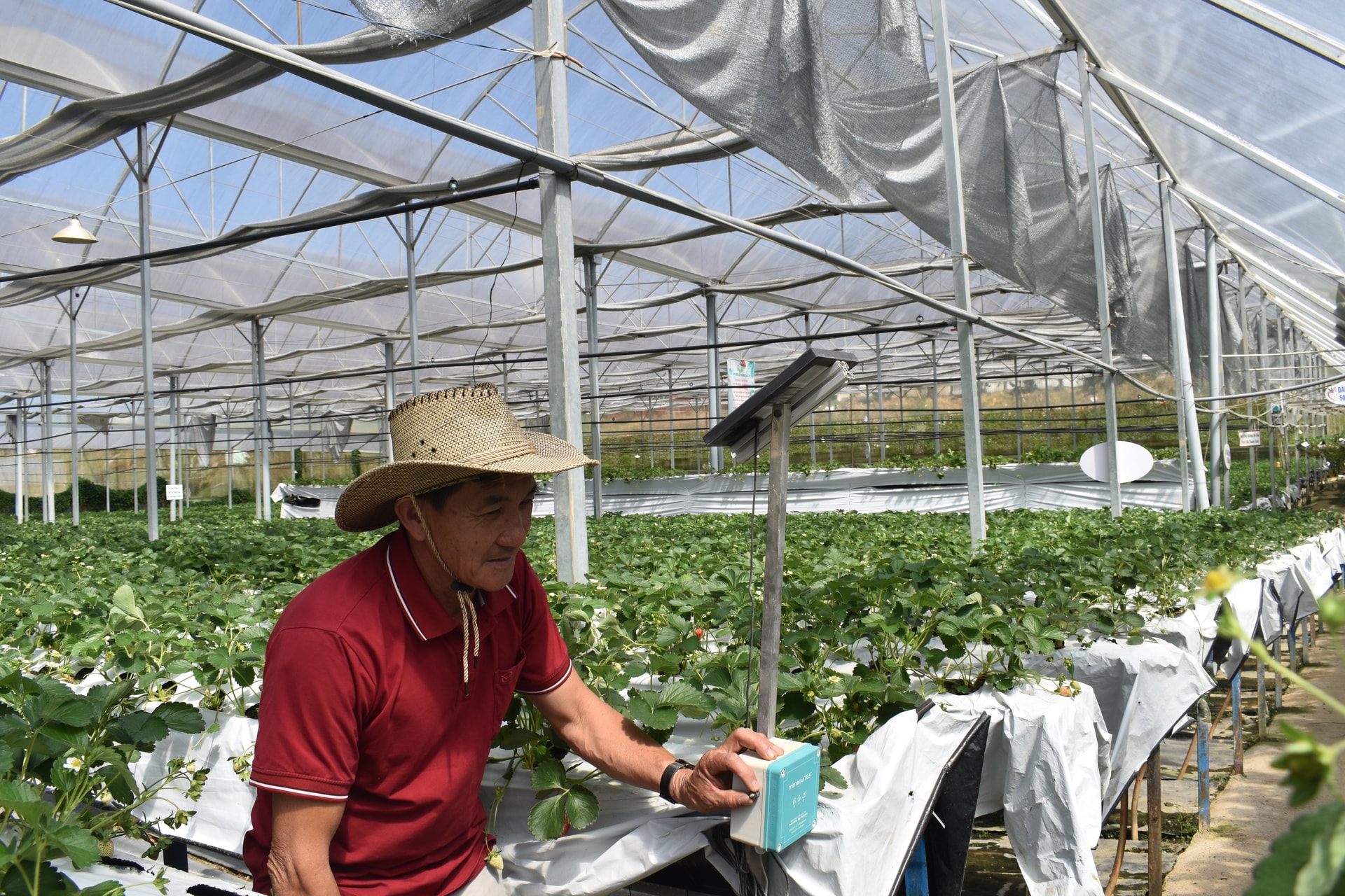 Ứng dụng hệ thống cảm biến trong sản xuất n&ocirc;ng nghiệp c&ocirc;ng nghệ cao tại phường Lang Biang - Đ&agrave; Lạt