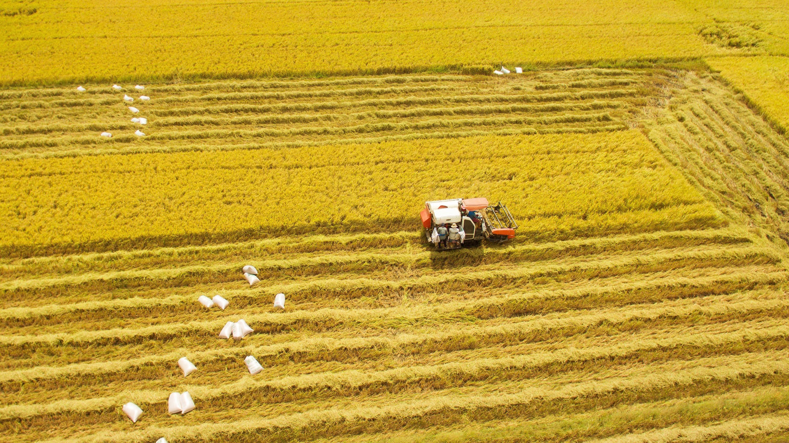 Khi carbon trở thành “tài sản”: Động lực mới cho nông nghiệp Việt Nam