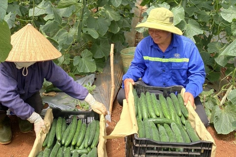 Nhiều HTX đã tích hợp với chương trình Số hóa OCOP để tạo niềm tin với khách hàng Nhiều HTX đã tích hợp với chương trình Số hóa OCOP để tạo niềm tin với khách hàng