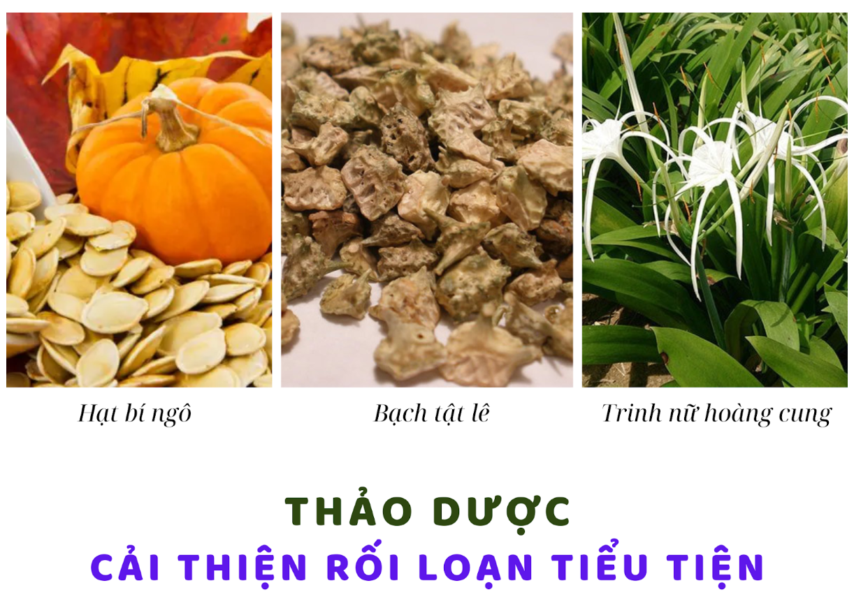 Thảo dược gi&uacute;p cải thiện tiểu gấp kh&ocirc;ng nhịn được