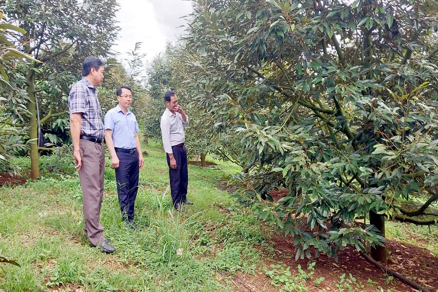 Thúc đẩy hoạt động các hợp tác xã, tổ hợp tác nông nghiệp gắn với cây trồng chủ lực, bản địa Thúc đẩy hoạt động các hợp tác xã, tổ hợp tác nông nghiệp gắn với cây trồng chủ lực, bản địa