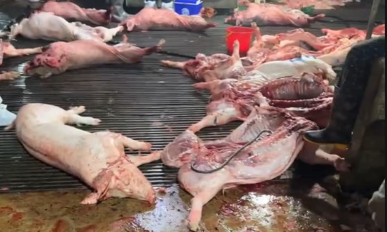 Bóc trần thủ đoạn của các đối tượng trong đường dây tiêu thụ gần 300 tấn thịt heo nhiễm bệnh tại Hà Nội