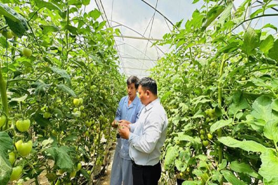 Anh Nguyễn Đình Mẫu (áo xanh) đang trao đổi, chia sẻ với anh Ha Nan Tha My - Chủ tịch Hội Nông dân xã Ninh Gia về mô hình trồng cà chua giống Rita Anh Nguyễn Đình Mẫu (áo xanh) đang trao đổi, chia sẻ với anh Ha Nan Tha My - Chủ tịch Hội Nông dân xã Ninh Gia về mô hình trồng cà chua giống Rita