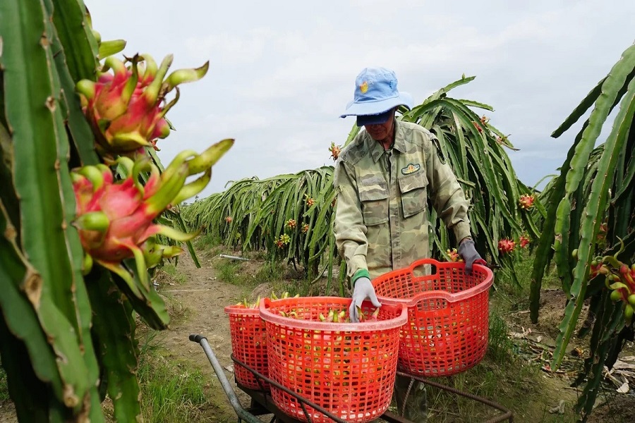 Cần tăng cường kiểm soát thị trường vật tư nông nghiệp, minh bạch giá cả, hạn chế tình trạng “neo giá” bất hợp lý qua các khâu trung gian. Cần tăng cường kiểm soát thị trường vật tư nông nghiệp, minh bạch giá cả, hạn chế tình trạng “neo giá” bất hợp lý qua các khâu trung gian.