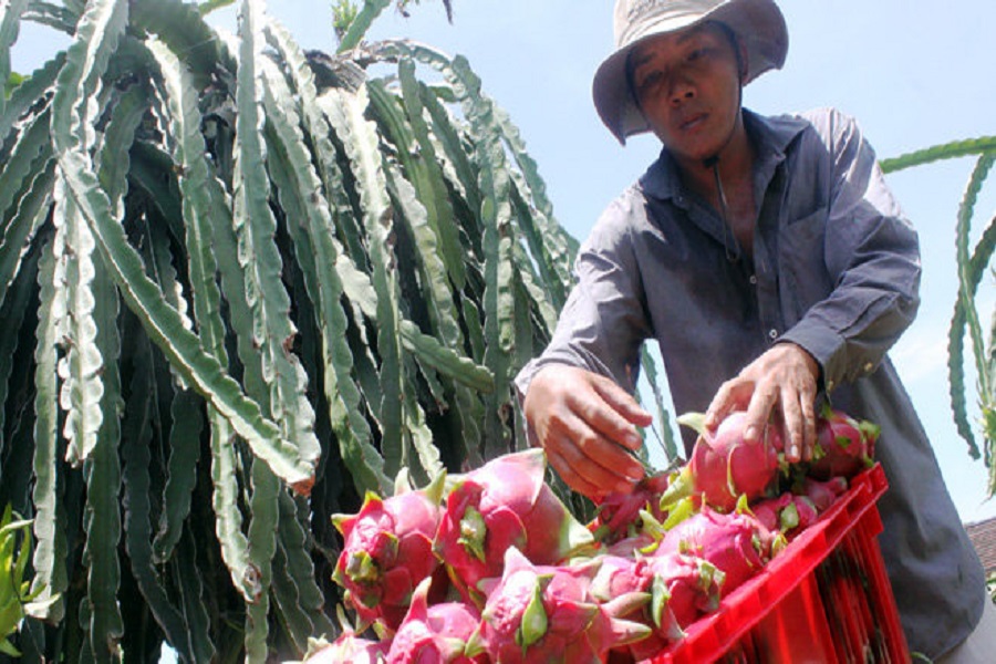 Thanh long, một trong những ngành hàng xuất khẩu chủ lực đang chịu tác động rõ nét bởi cú sốc từ thị trường xăng dầu, phân bón Thanh long, một trong những ngành hàng xuất khẩu chủ lực đang chịu tác động rõ nét bởi cú sốc từ thị trường xăng dầu, phân bón