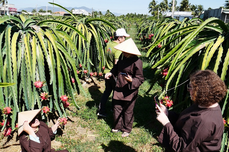 Du khách tham quan vườn thanh long Du khách tham quan vườn thanh long