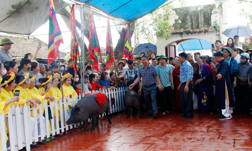 Lơn đen được dẫn v&agrave;o ngh&egrave; trước khi l&agrave;m lễ.