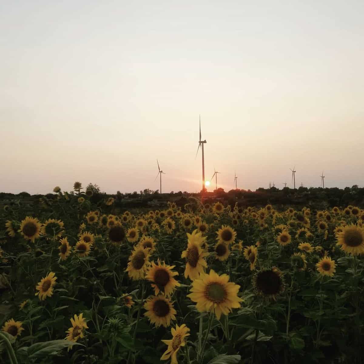 Thiên đường hoa hướng dương Thiên đường hoa hướng dương