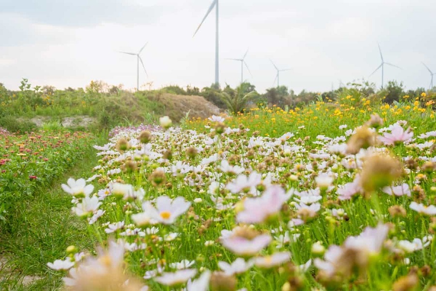 Vườn hoa chỉ mở cửa đón khách khi đã nở rộ, có nhiều điểm check-in Vườn hoa chỉ mở cửa đón khách khi đã nở rộ, có nhiều điểm check-in