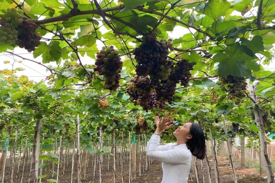 Vườn nho trĩu trái ở Vy Vy Farm trở thành điểm đến của nhiều du khách trong và ngoài nước Vườn nho trĩu trái ở Vy Vy Farm trở thành điểm đến của nhiều du khách trong và ngoài nước