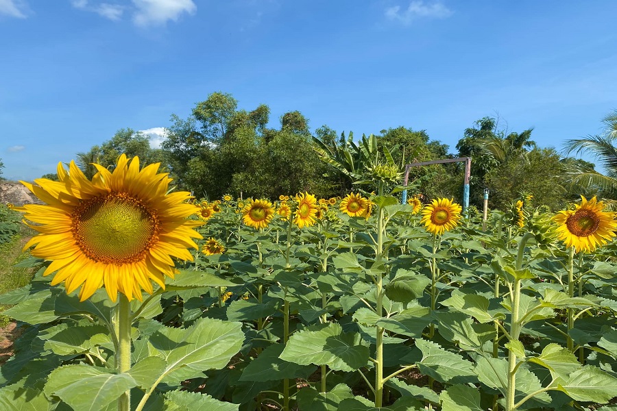 Xu hướng chung của khách nội địa là ưa chuộng các điểm đến có cảnh quan đẹp, các vườn hoa và ẩm thực hấp dẫn để check in Xu hướng chung của khách nội địa là ưa chuộng các điểm đến có cảnh quan đẹp, các vườn hoa và ẩm thực hấp dẫn để check in
