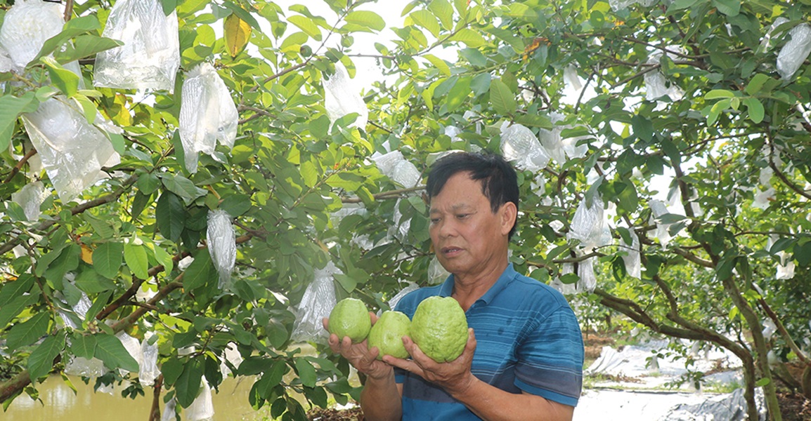Hưng Yên: Mở rộng vùng trồng ổi theo tiêu chuẩn VietGAP