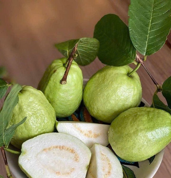 GIống ổi được HTX chọn trồng l&agrave; ổi l&ecirc; Đ&agrave;i Loan