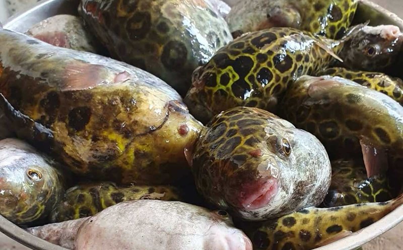 Bộ Y tế cảnh báo tuyệt đối không ăn cá nóc sau 3 ca ngộ độc ở Cần Thơ