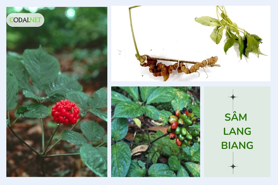 Sâm Lang Biang từng một thời bị khai thác không kiểm soát trong tự nhiên, dẫn đến cạn kiệt Sâm Lang Biang từng một thời bị khai thác không kiểm soát trong tự nhiên, dẫn đến cạn kiệt