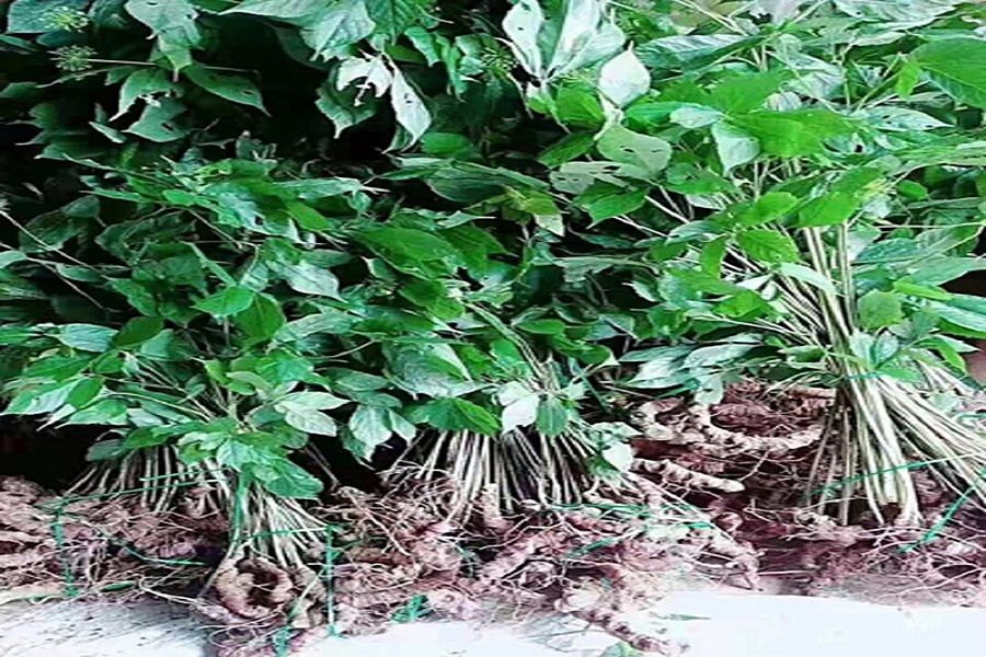 Sâm Lang Biang giống sâm Ngọc Linh, nhưng hàm lượng Saponin thấp hơn sâm Ngọc Linh, từng bị săn lùng khai thác không kiểm soát một thời gian dài Sâm Lang Biang giống sâm Ngọc Linh, nhưng hàm lượng Saponin thấp hơn sâm Ngọc Linh, từng bị săn lùng khai thác không kiểm soát một thời gian dài