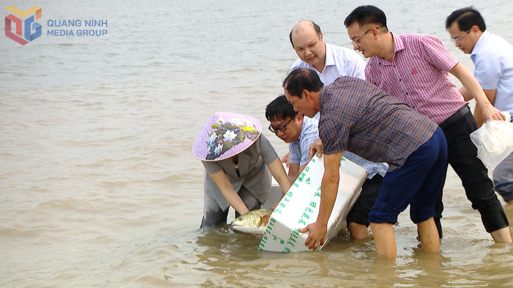 Phường Tuần Châu thả gần 22 vạn giống thủy sản hưởng ứng kỷ niệm 67 năm ngày truyền thống ngành thủy sản Việt Nam Phường Tuần Châu thả gần 22 vạn giống thủy sản hưởng ứng kỷ niệm 67 năm ngày truyền thống ngành thủy sản Việt Nam