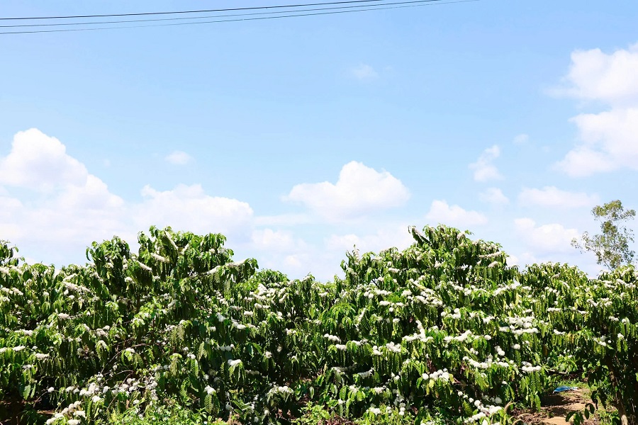 C&agrave; ph&ecirc; đang v&agrave;o kỳ ra hoa, thời điểm đặc biệt nhạy cảm với những biến động thời tiết v&agrave; nước tưới.