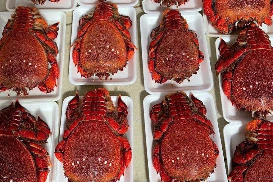 Cua huỳnh đế Phú Quý được hỗ trợ bộ nhận diện NHTT Cua huỳnh đế Phú Quý được hỗ trợ bộ nhận diện NHTT