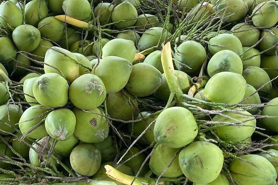 Giá dừa giảm sâu: Áp lực tái cấu trúc chuỗi giá trị