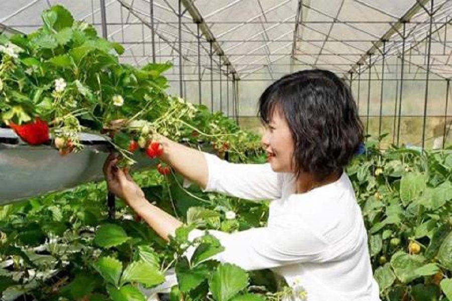 Sản phẩm du lịch đặc trưng, thu hút đông đảo du khách. Sản phẩm du lịch đặc trưng, thu hút đông đảo du khách.