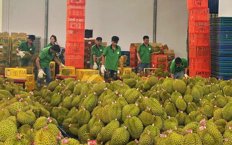 Trong bức tranh chung của ng&agrave;nh rau quả, sầu ri&ecirc;ng tiếp tục l&agrave; điểm s&aacute;ng nổi bật. Xuất khẩu mặt h&agrave;ng n&agrave;y sang Trung Quốc duy tr&igrave; đ&agrave; tăng trưởng ba chữ số ngay từ đầu năm.