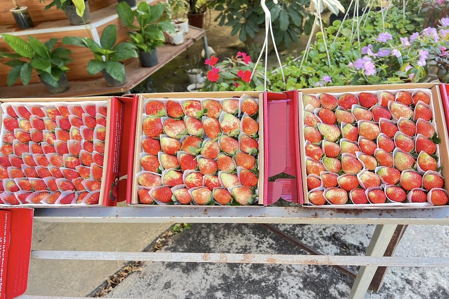 Mô hình này phù hợp với định hướng phát triển nông nghiệp công nghệ cao gắn với du lịch trải nghiệm của Đà Lạt Mô hình này phù hợp với định hướng phát triển nông nghiệp công nghệ cao gắn với du lịch trải nghiệm của Đà Lạt