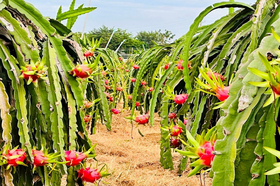 Lâm Đồng: Phát triển sở hữu trí tuệ – Đòn bẩy nâng tầm sản phẩm lợi thế địa phương
