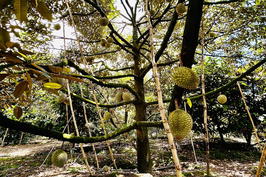 Trồng sầu ri&ecirc;ng tr&ecirc;n địa b&agrave;n tỉnh L&acirc;m Đồng