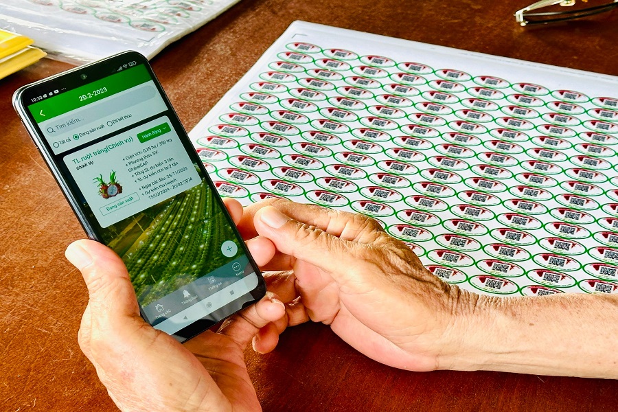 Truy xuất nguồn gốc thanh long tr&ecirc;n điện thoại th&ocirc;ng minh