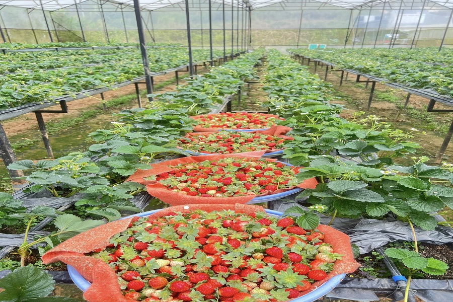 Hệ thống canh tác được thiết kế đồng bộ, cây dâu trồng trong máng giá thể đặt trên giàn cao khoảng 1,2 m Hệ thống canh tác được thiết kế đồng bộ, cây dâu trồng trong máng giá thể đặt trên giàn cao khoảng 1,2 m